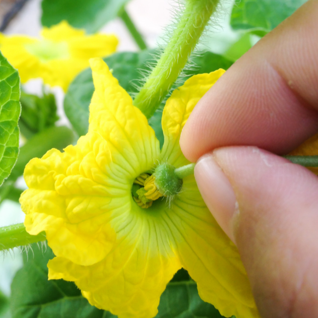 hand pollinate cucumber plant