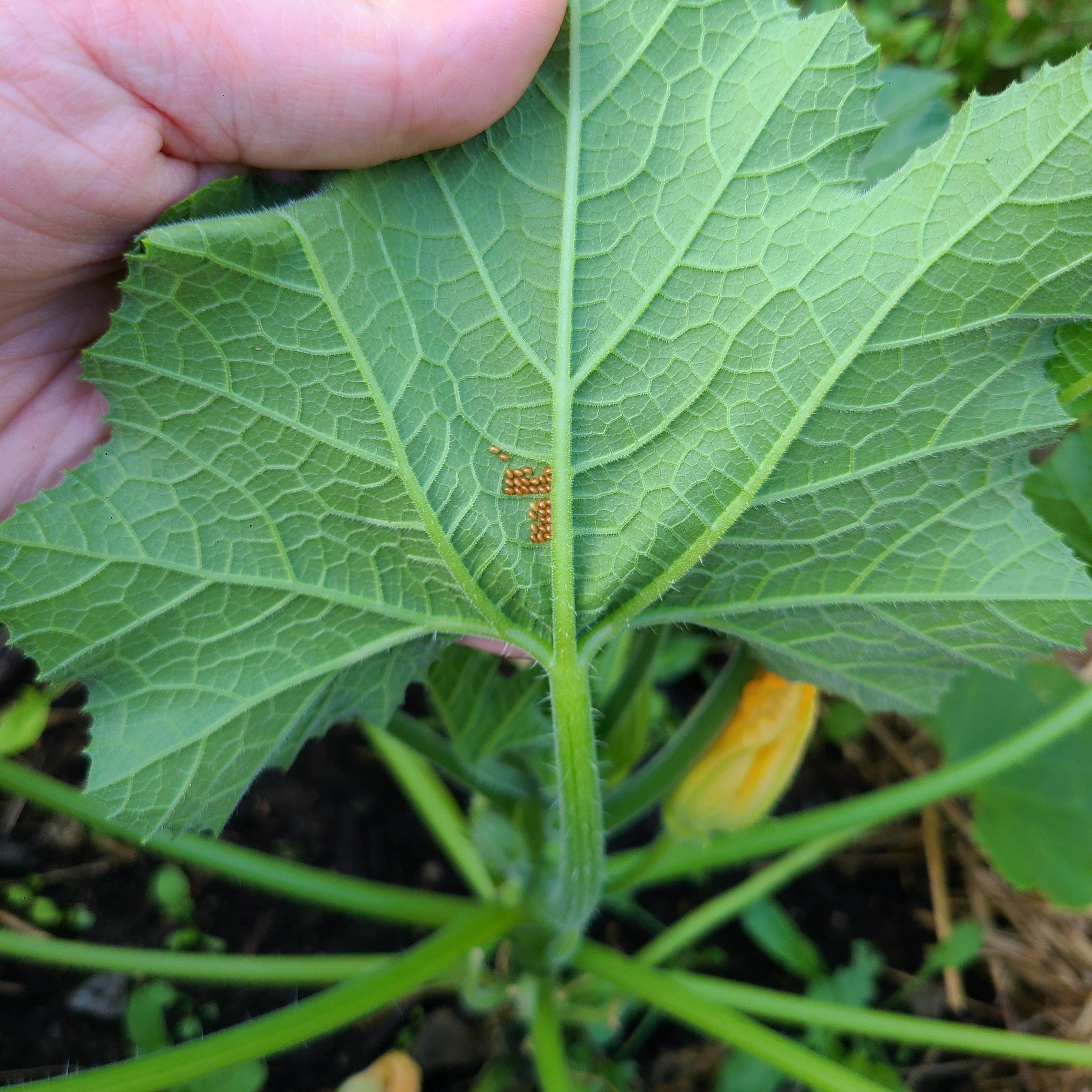 squash bug eggs