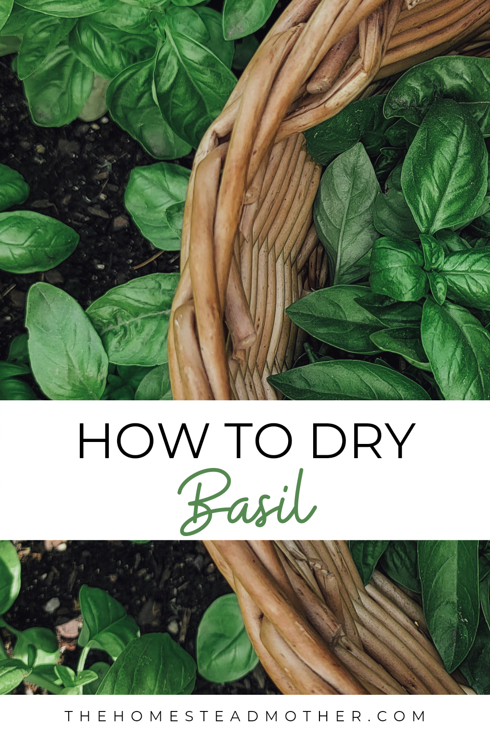 dry basil