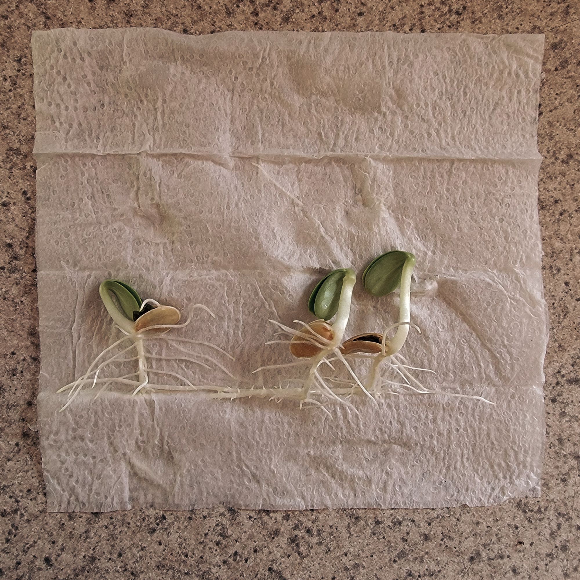 Luffa seeds germinated in paper towel