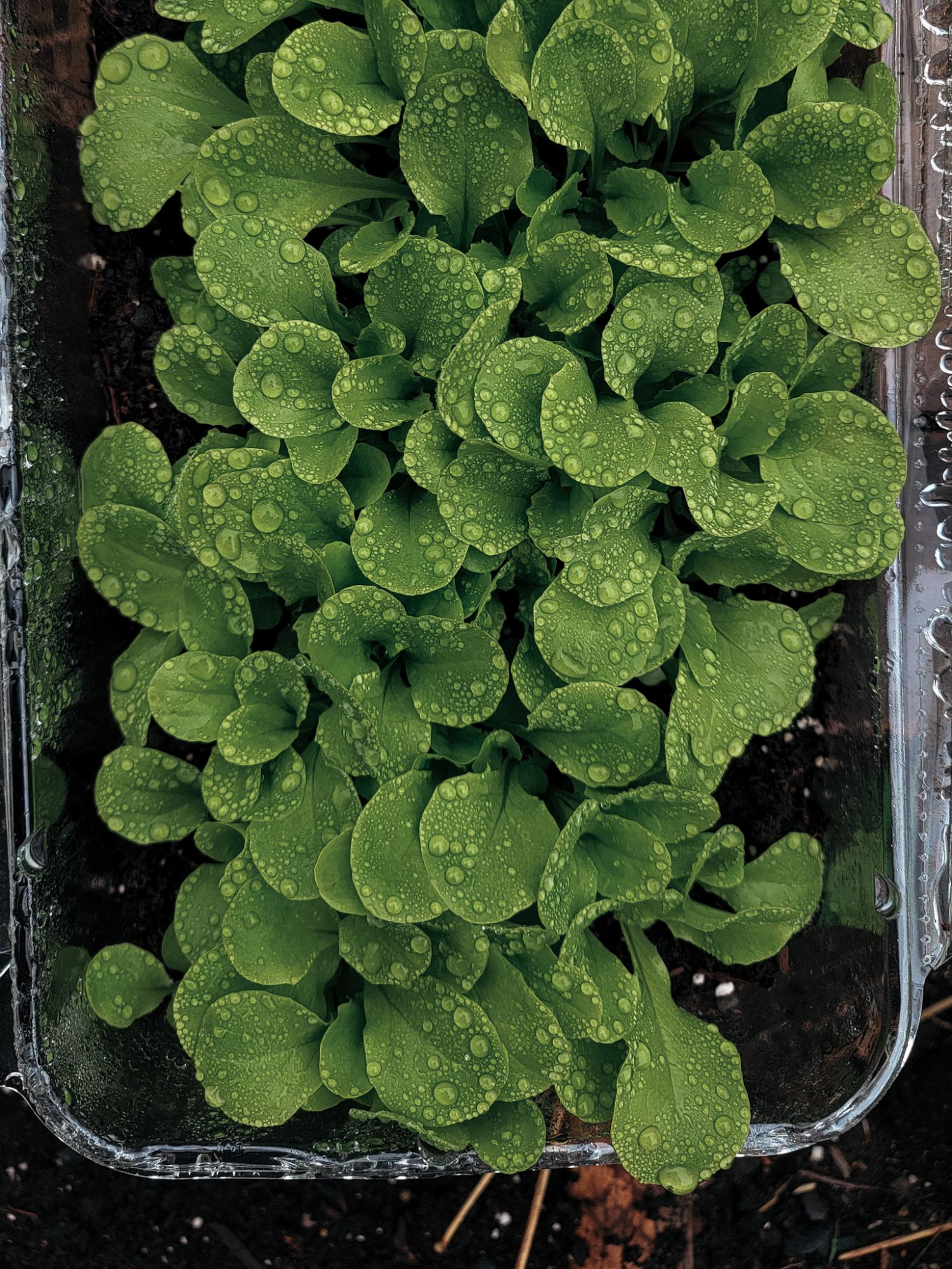 Lettuce in produce container