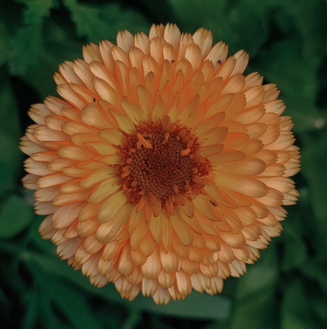 calendula flower