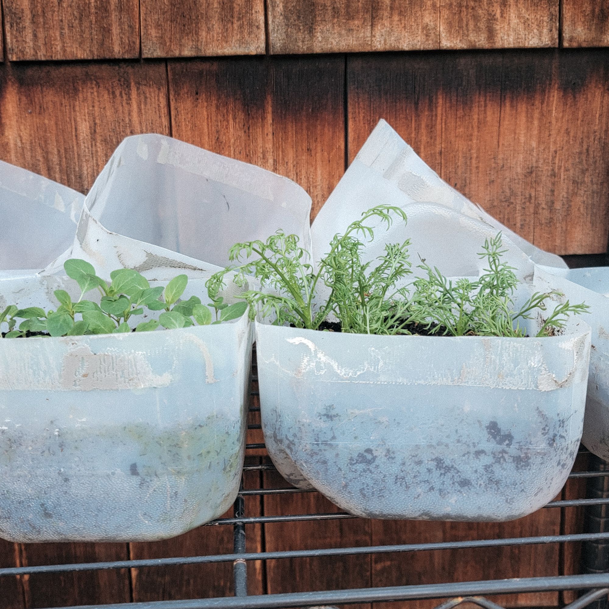 seedlings growing in a milk jug outside after being winter sown