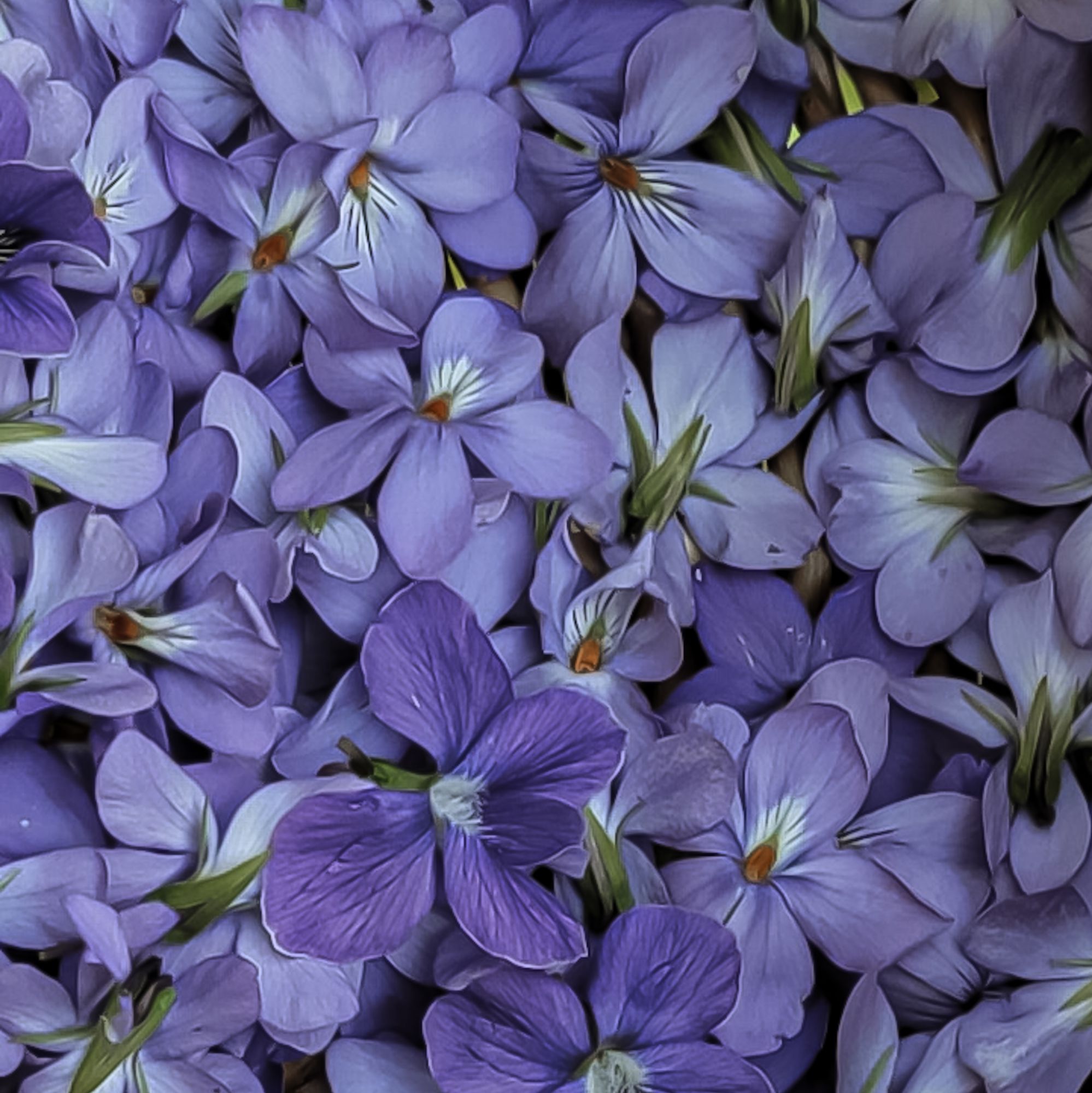 close up of wild violets