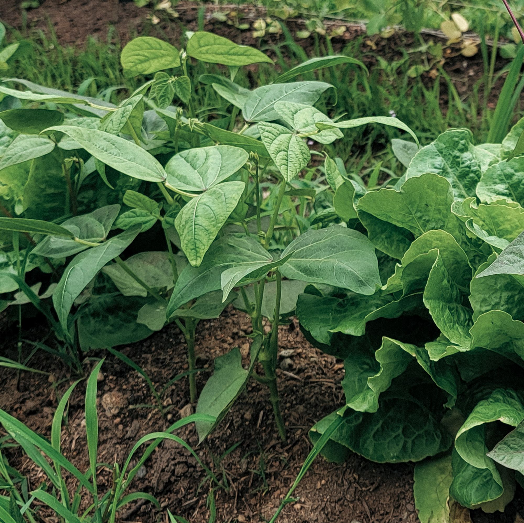 bush beans growing in between lettuce plants