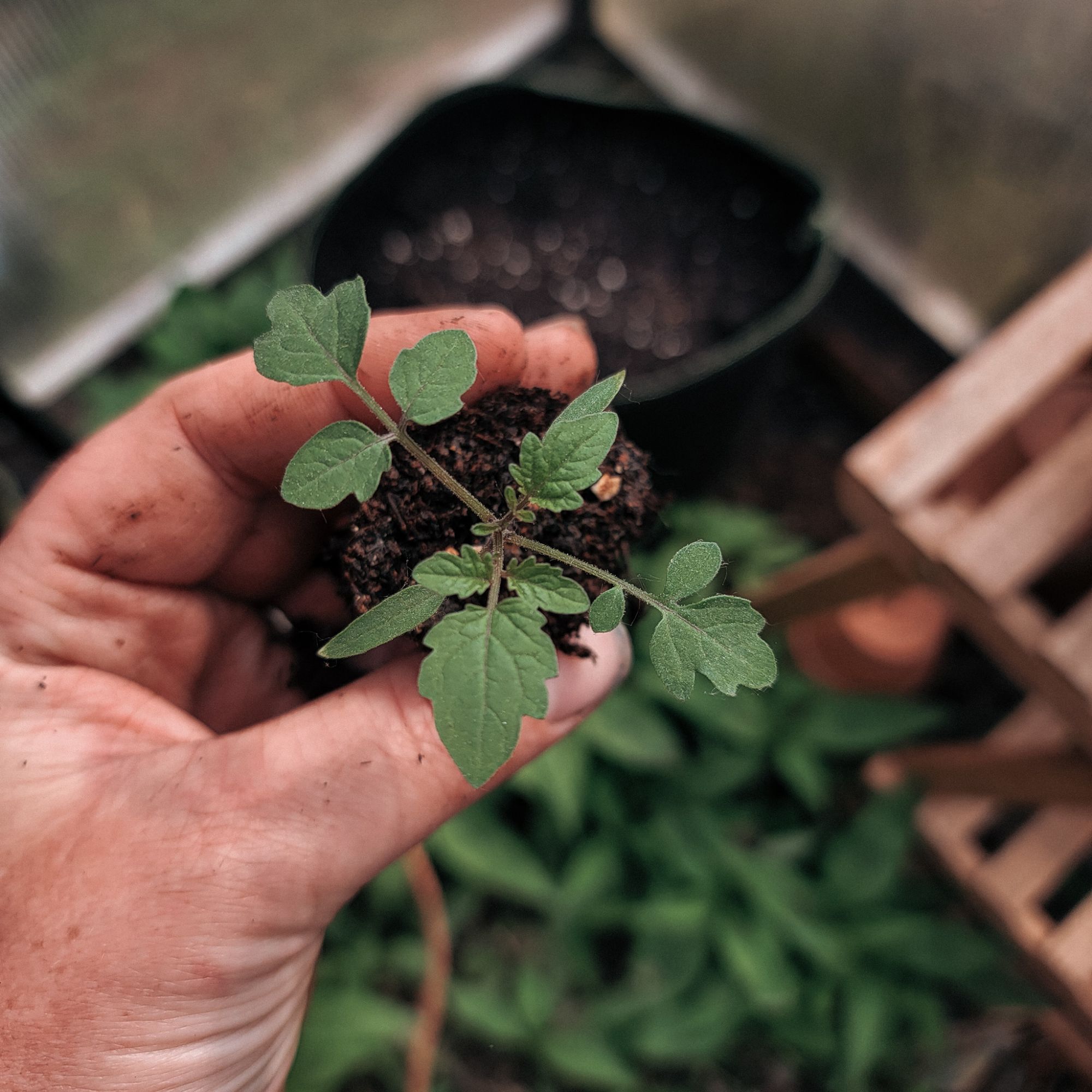 holding a tomato seedling in the greenhouse