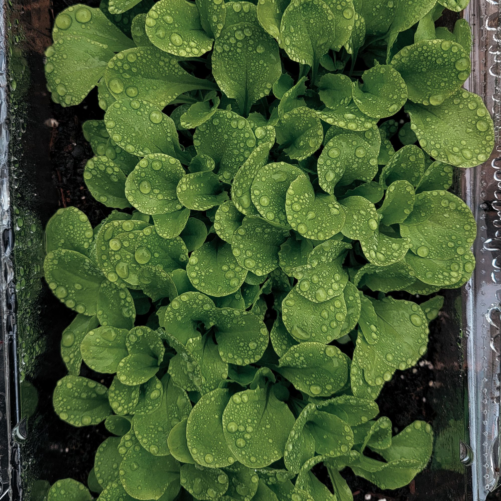 lettuce seedlings growing that were started in a plastic produce container