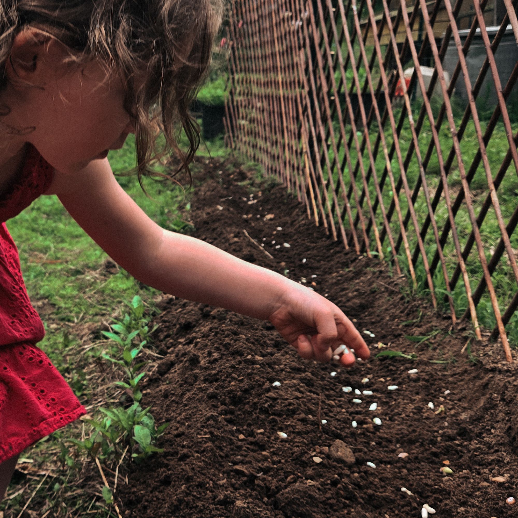 child direct sowing bean seeds