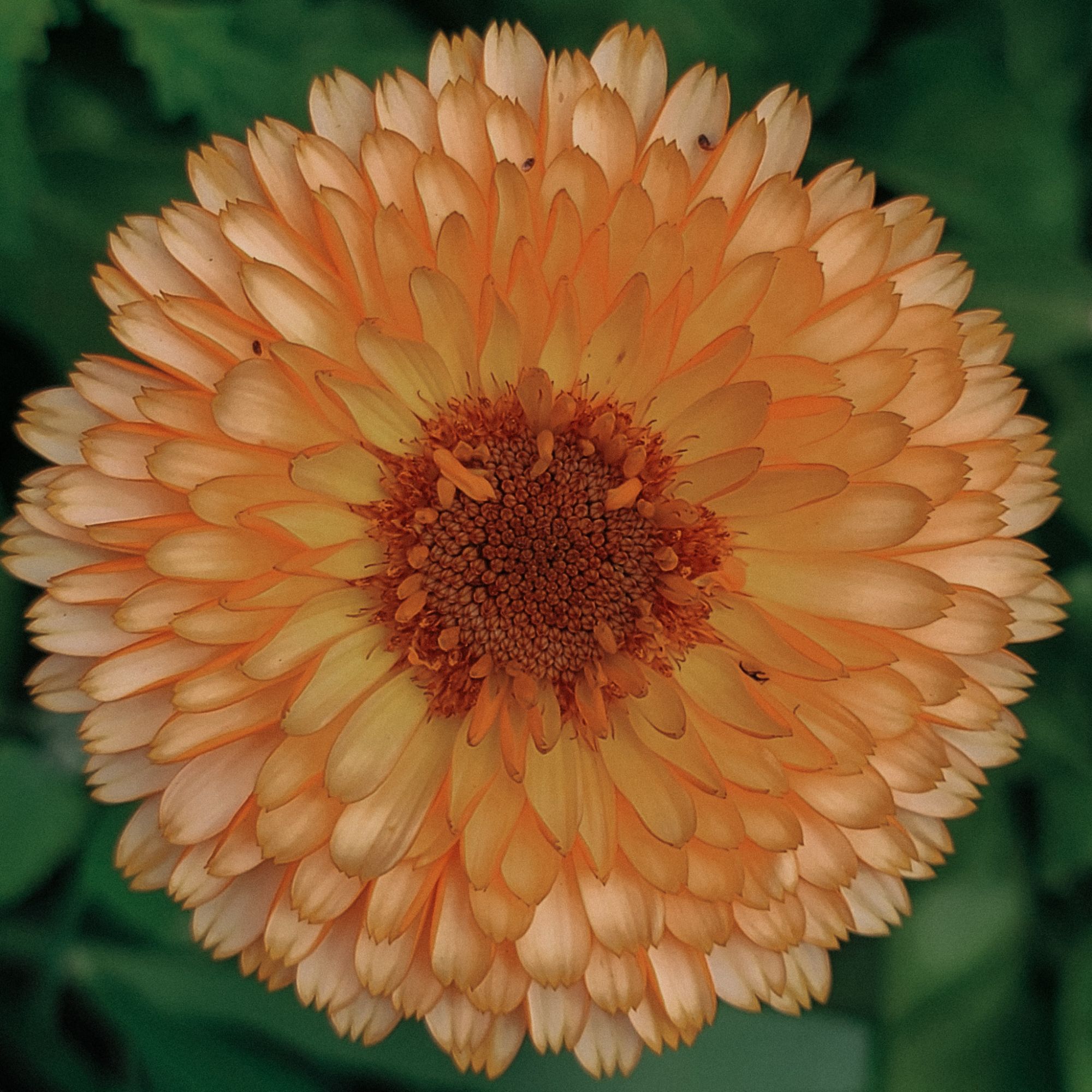 close up of calendula flower